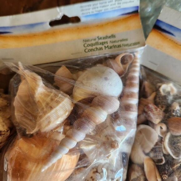 Large bundle of natural seashells barnacle starfish hermit scallop conch cerithi - Picture 4 of 14